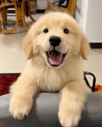 Cute Dog